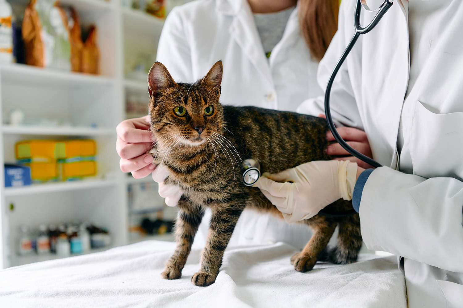 Kitty at Vet